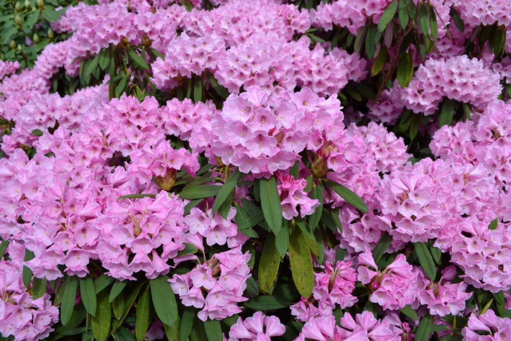 отпуск 2018 2458.JPG