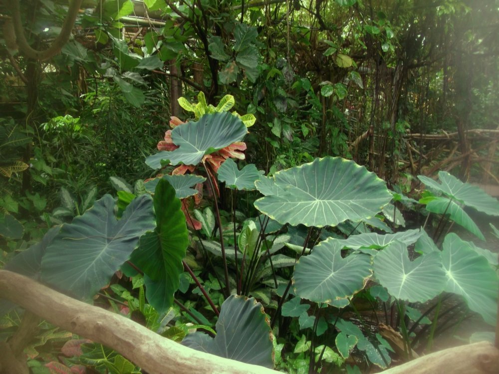 Сады и парки Скандинавии 552_Fotor.jpg