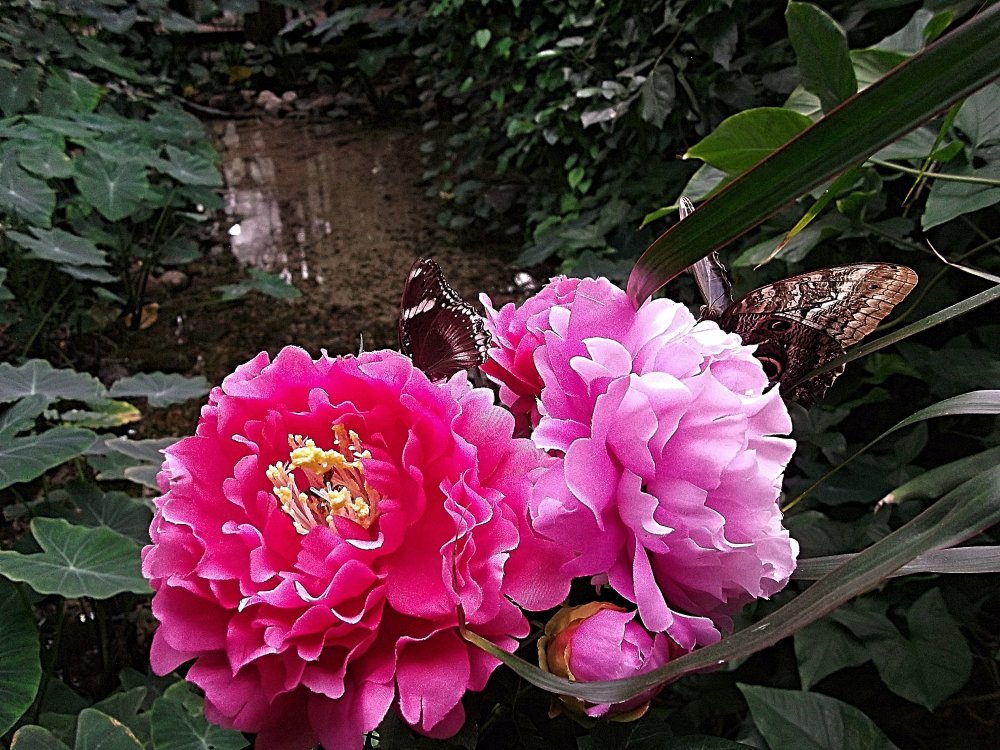 Сады и парки Скандинавии 624_Fotor.jpg