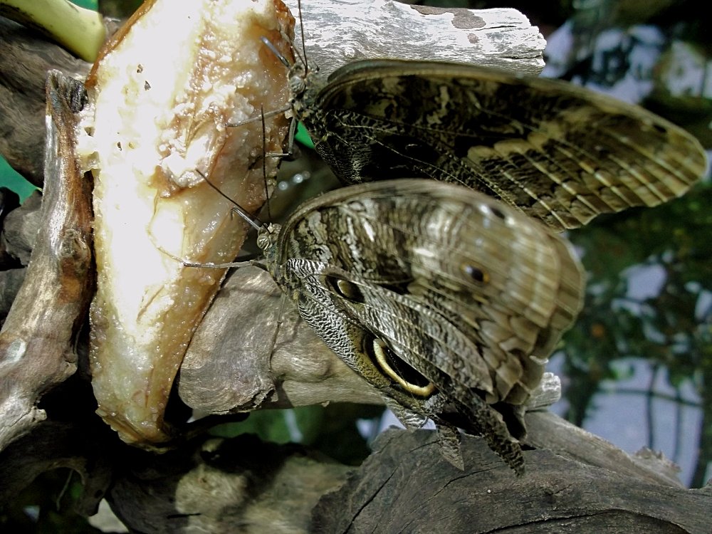 Сады и парки Скандинавии 637_Fotor.jpg