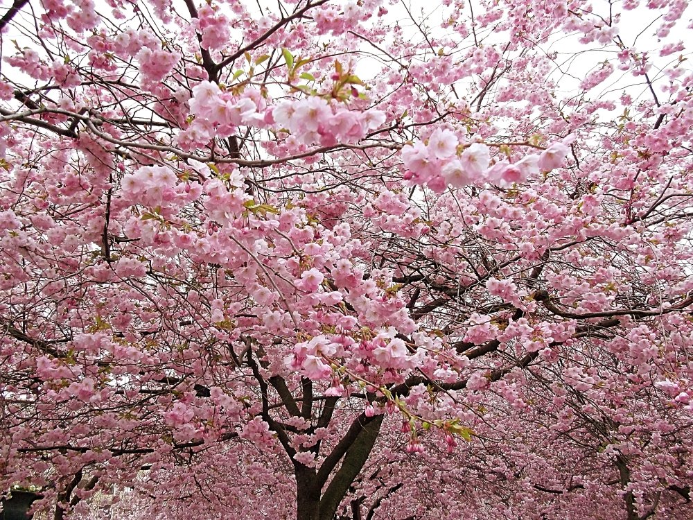 Сады и парки Скандинавии 346_Fotor.jpg