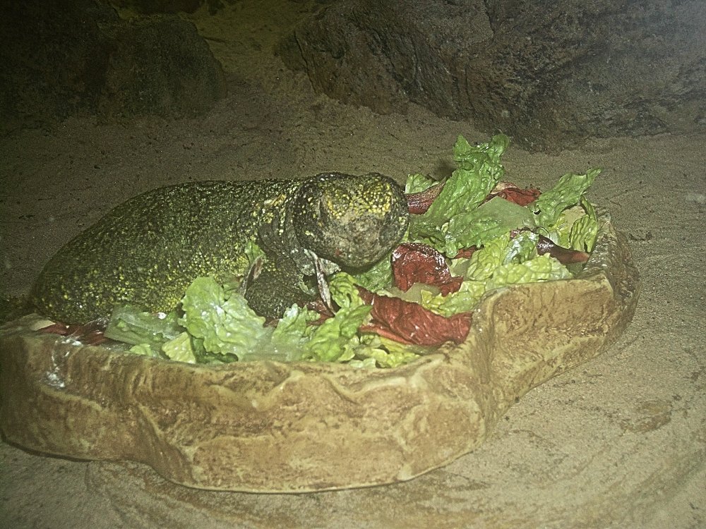 Сады и парки Скандинавии 524_Fotor.jpg