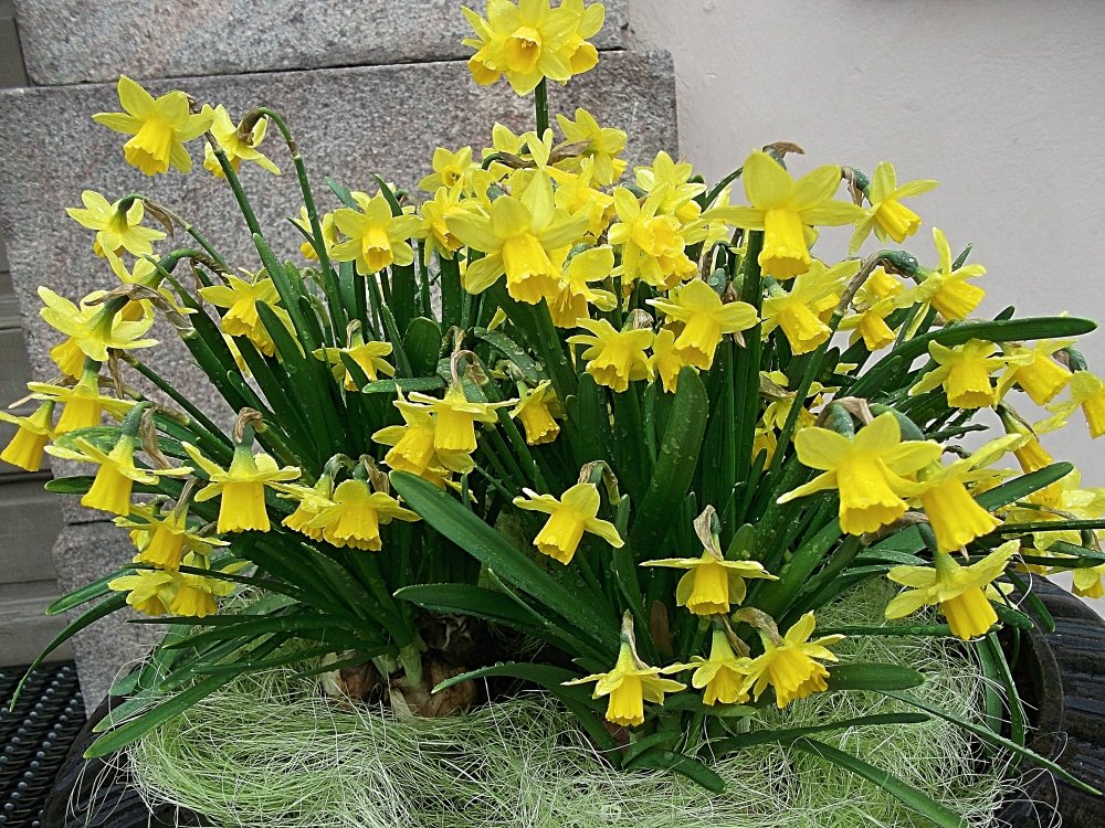 Сады и парки Скандинавии 262_Fotor.jpg