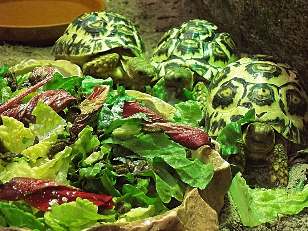 Сады и парки Скандинавии 528_Fotor.jpg