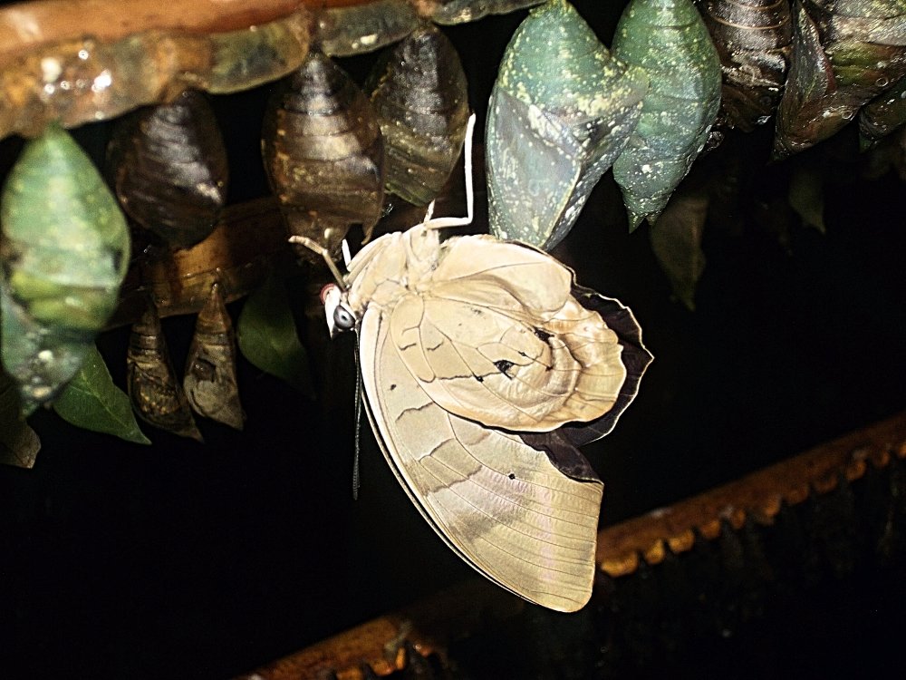 Сады и парки Скандинавии 660_Fotor.jpg