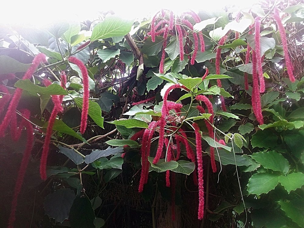 Сады и парки Скандинавии 550_Fotor.jpg