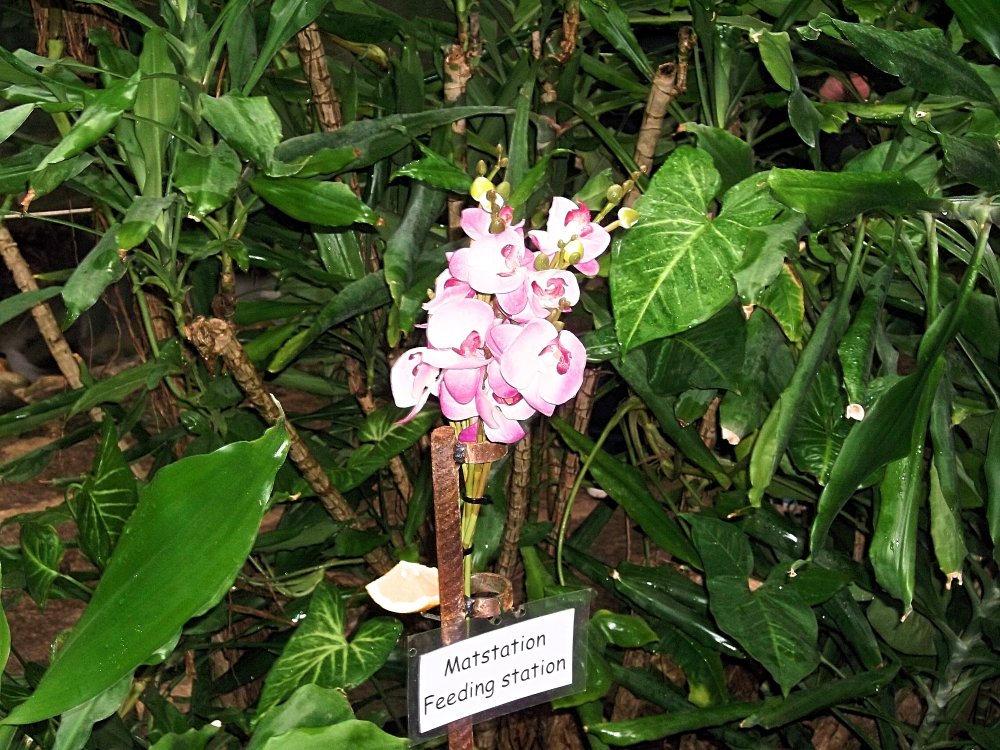 Сады и парки Скандинавии 557_Fotor.jpg