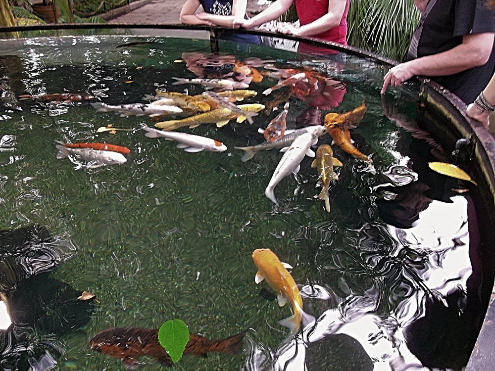 Сады и парки Скандинавии 492_Fotor.jpg