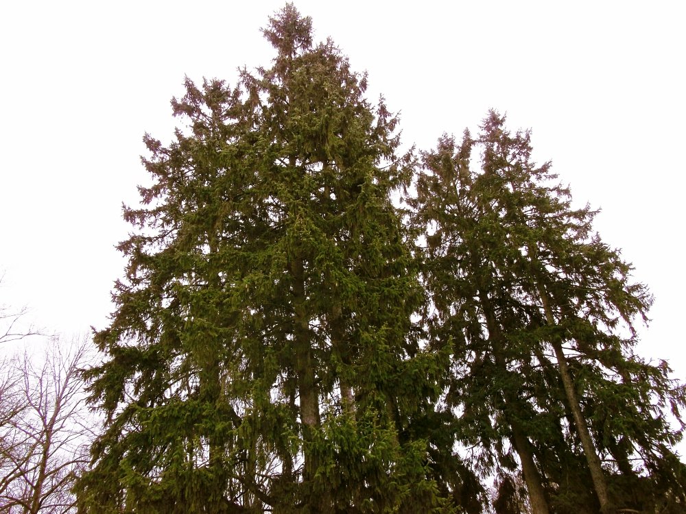 Сады и парки Скандинавии 248_Fotor.jpg