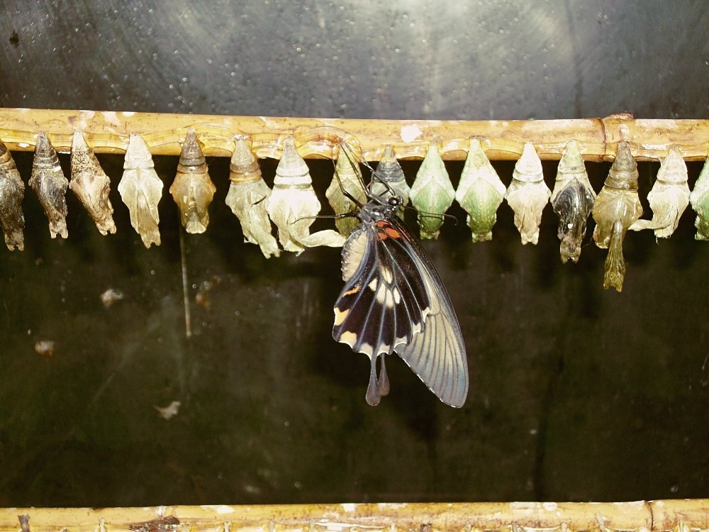 Сады и парки Скандинавии 571_Fotor.jpg