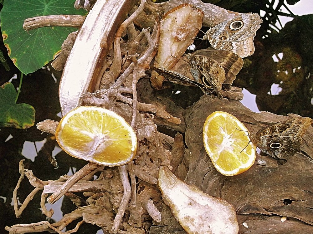 Сады и парки Скандинавии 555_Fotor.jpg