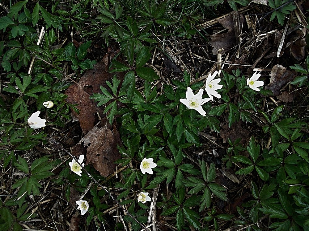 Сады и парки Скандинавии 431_Fotor.jpg