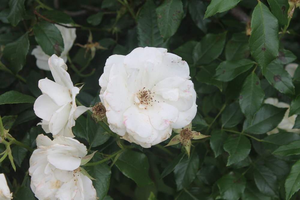 2018-06-07 11-01-28.JPG