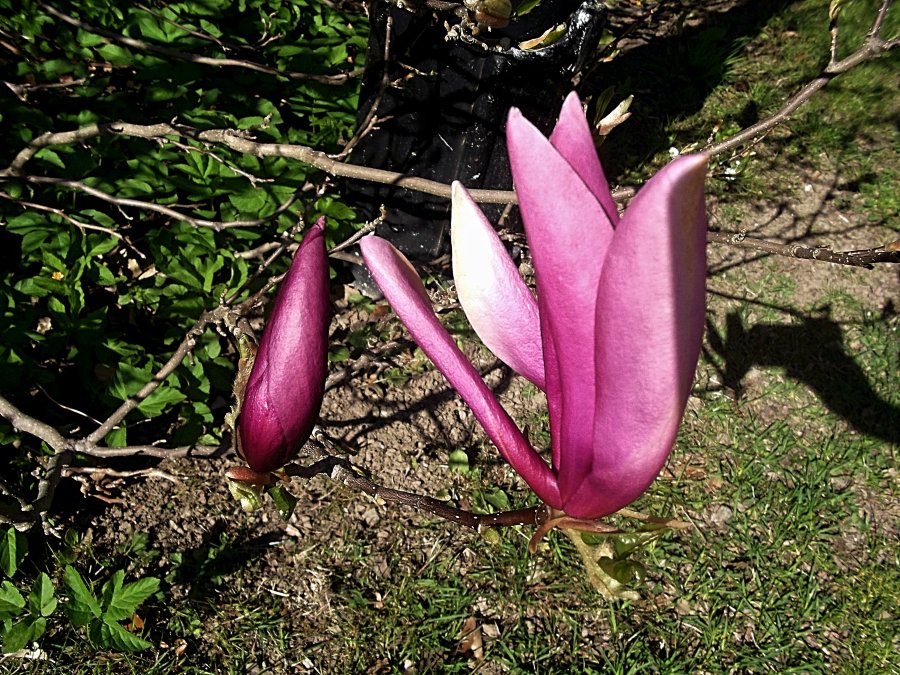 Сады и парки Скандинавии 1099_Fotor.jpg