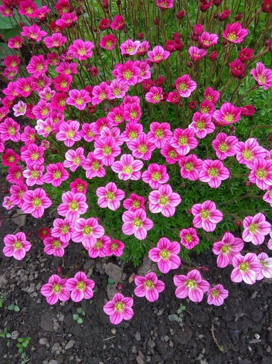 2018_06_11 Цветы 002.jpg