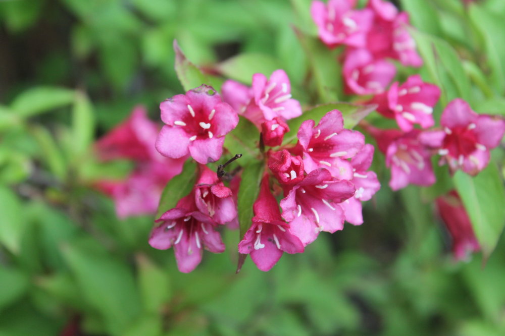 2018-06-02 10-37-42.JPG