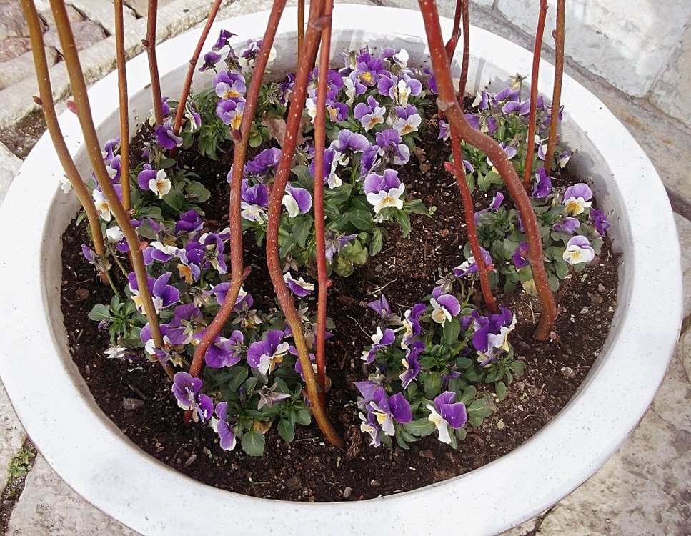 Сады и парки Скандинавии 733_Fotor.jpg