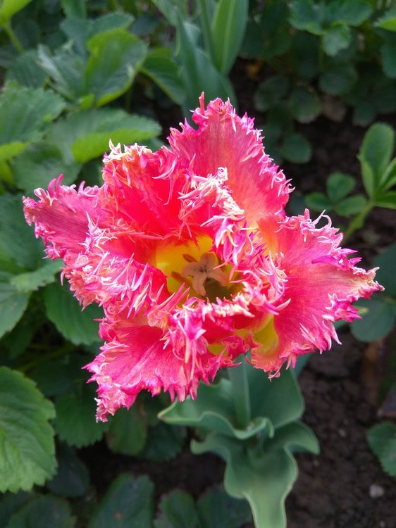 2018_06_10 Цветы 002.jpg