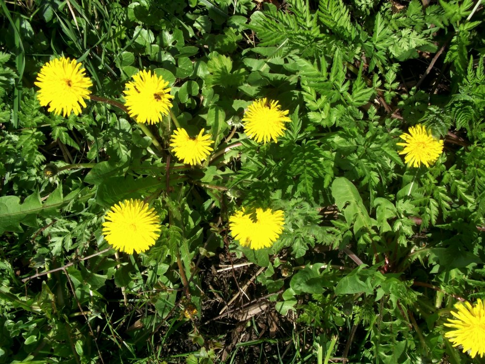 Сады и парки Скандинавии 1233_Fotor.jpg