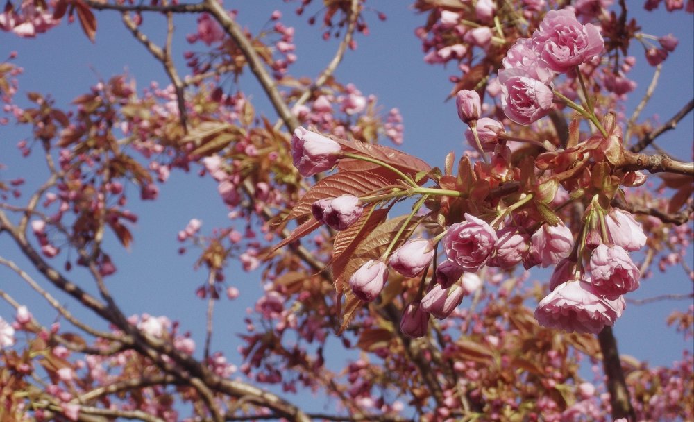 Сады и парки Скандинавии 1163_Fotor.jpg