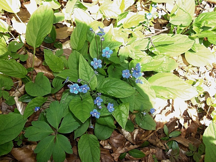 Сады и парки Скандинавии 1012_Fotor.jpg