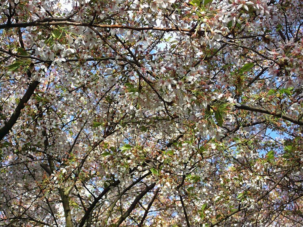 Сады и парки Скандинавии 1118_Fotor.jpg