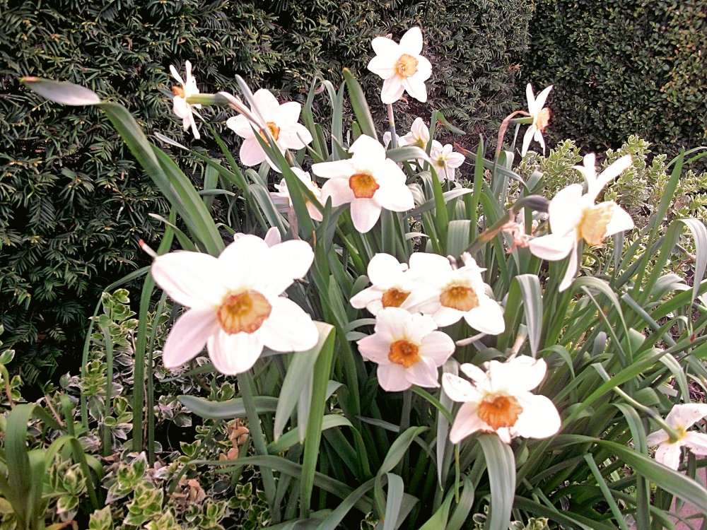 Сады и парки Скандинавии 1165_Fotor.jpg