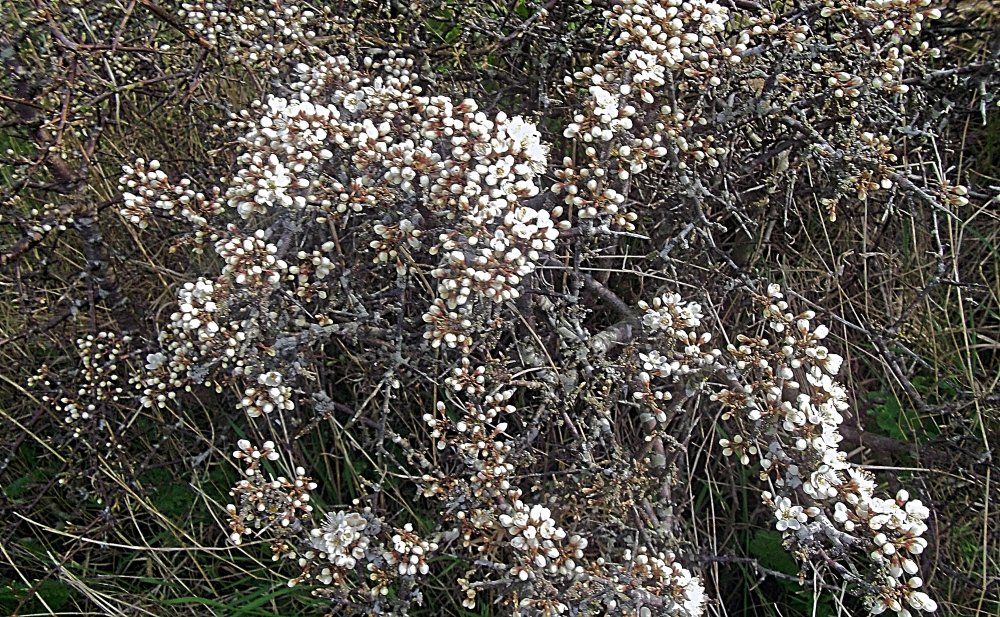 Сады и парки Скандинавии 836_Fotor.jpg