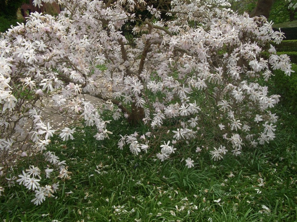 Сады и парки Скандинавии 961_Fotor.jpg