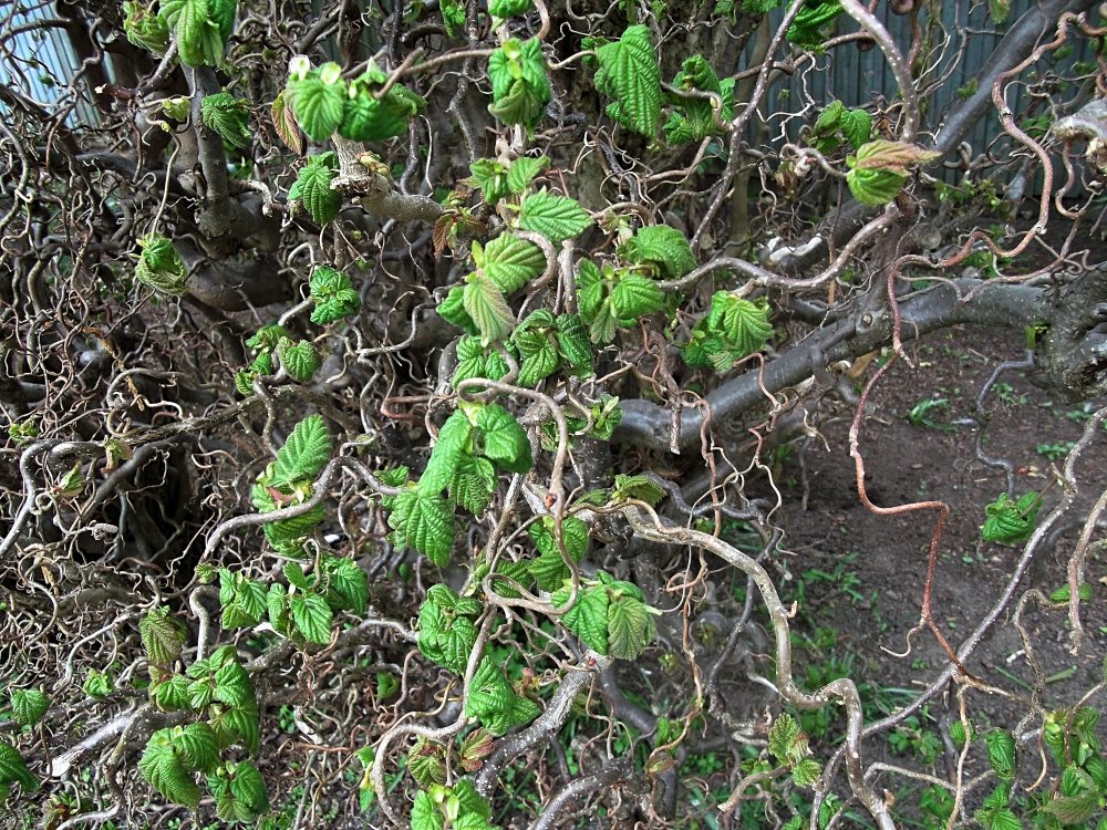 Сады и парки Скандинавии 937_Fotor.jpg