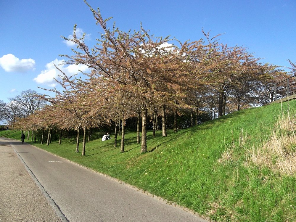 Сады и парки Скандинавии 1134_Fotor.jpg