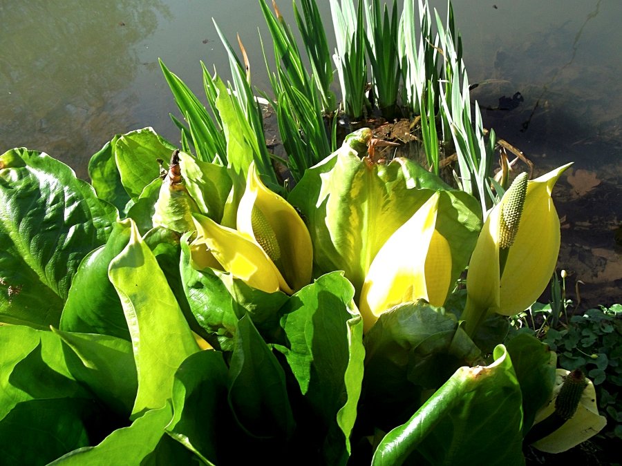 Сады и парки Скандинавии 1071_Fotor.jpg