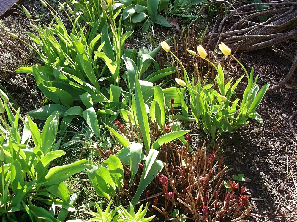 Сады и парки Скандинавии 753_Fotor.jpg