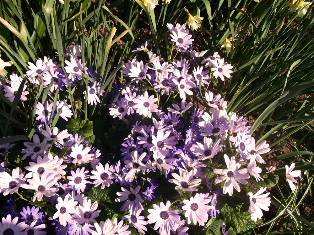 Сады и парки Скандинавии 1085_Fotor.jpg