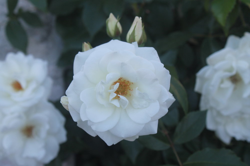 2018-06-05 10-02-44.JPG