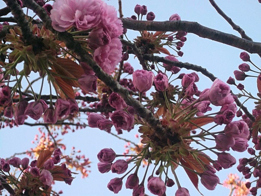 Сады и парки Скандинавии 1161_Fotor.jpg