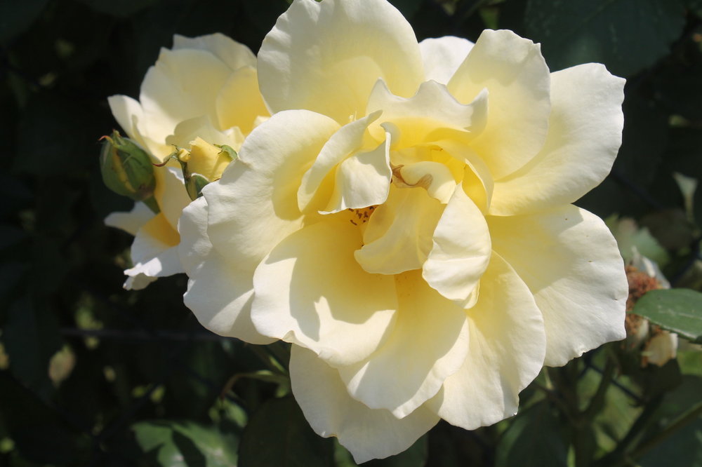 2018-06-01 13-16-14.JPG