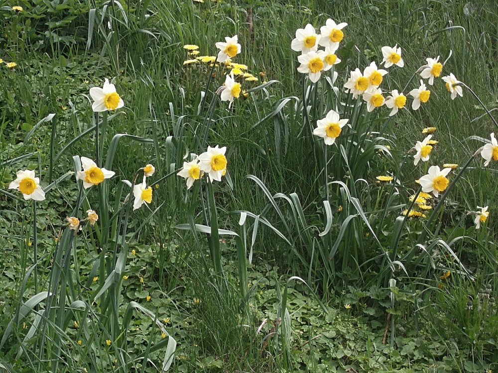 Сады и парки Скандинавии 972_Fotor.jpg