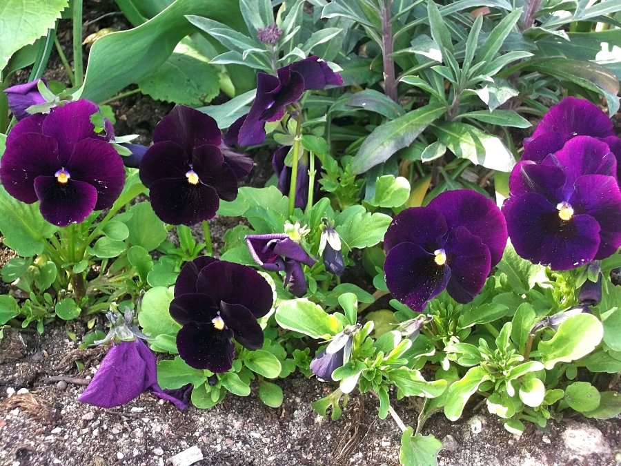 Сады и парки Скандинавии 1089_Fotor.jpg