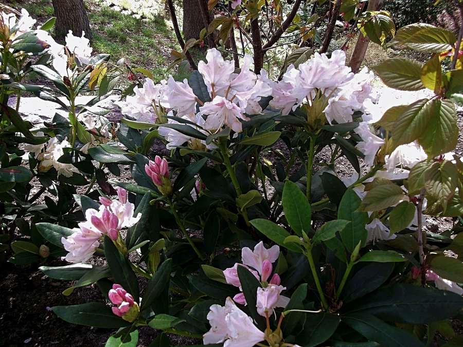 Сады и парки Скандинавии 1027_Fotor.jpg