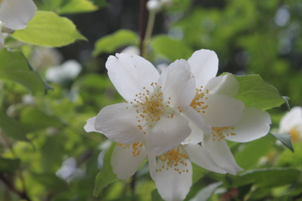 2018-06-02 14-49-06.JPG