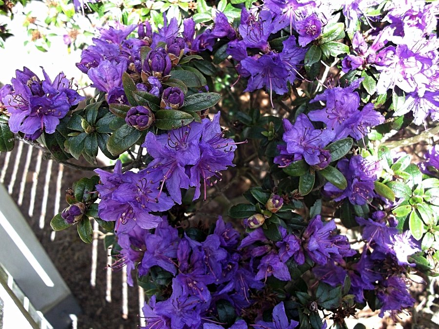 Сады и парки Скандинавии 1019_Fotor.jpg