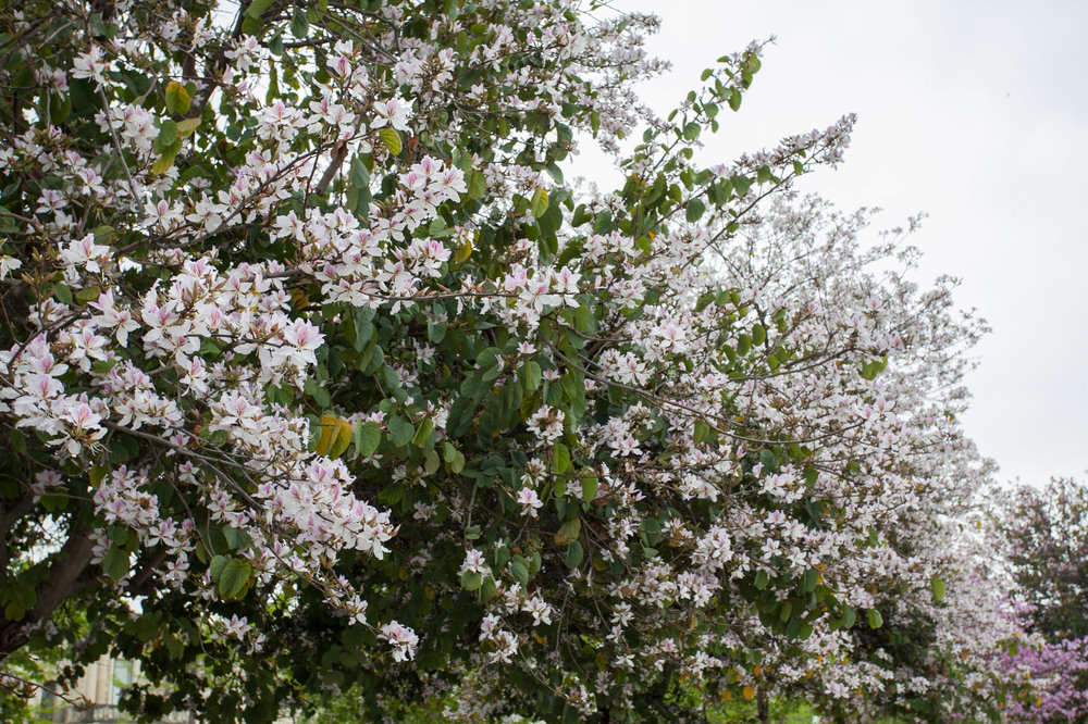 Севил 3.05-39.jpg