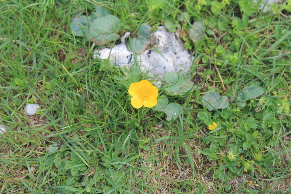 2018-06-02 17-15-22.JPG