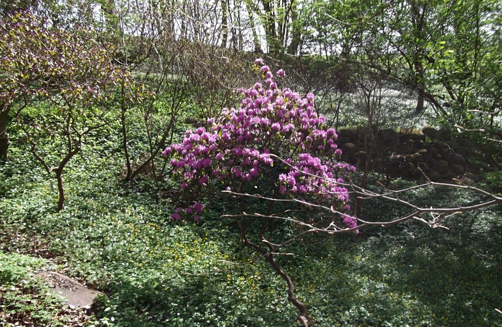 Сады и парки Скандинавии 984_Fotor.jpg