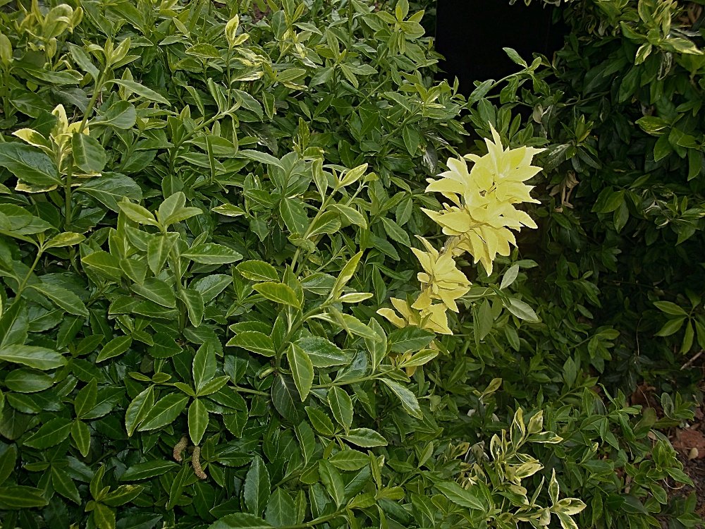 Сады и парки Скандинавии 944_Fotor.jpg