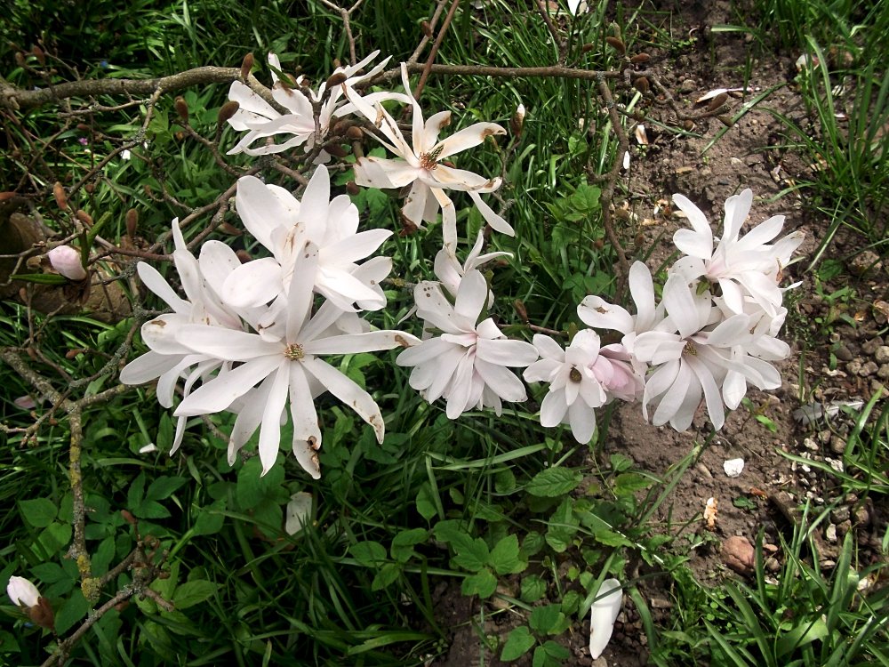 Сады и парки Скандинавии 957_Fotor.jpg