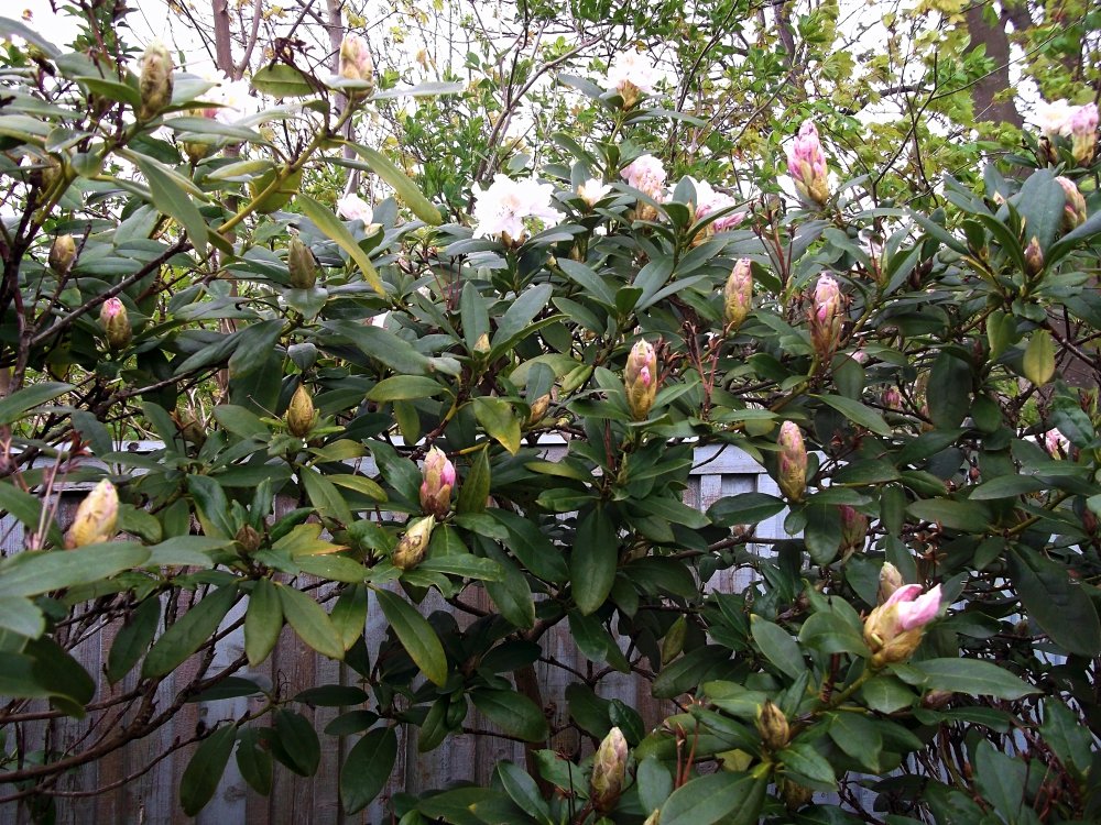 Сады и парки Скандинавии 939_Fotor.jpg