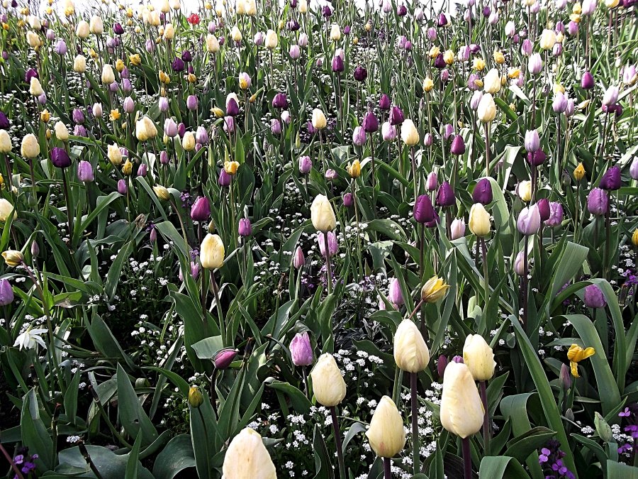 Сады и парки Скандинавии 1079_Fotor.jpg