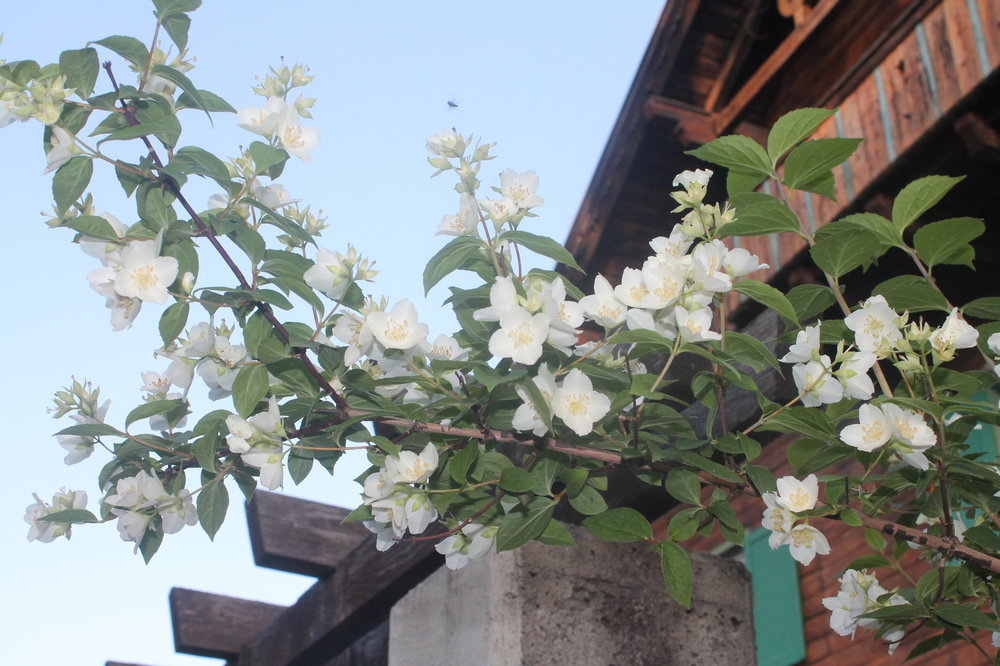 2018-06-04 07-31-42.JPG